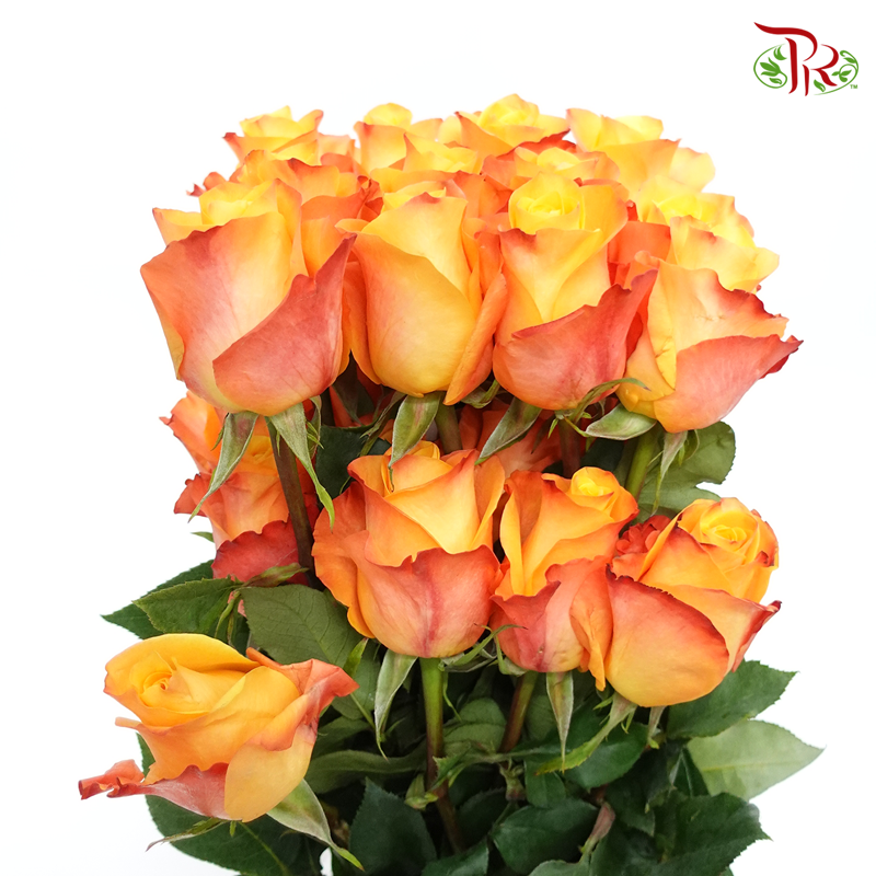 Rose Rosaprima - Aloha (25 Stems)-Ecd-prflorist.com.my