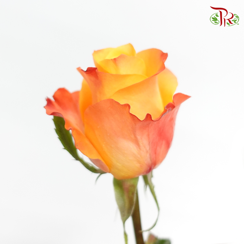 Rose Rosaprima - Aloha (25 Stems)-Ecd-prflorist.com.my