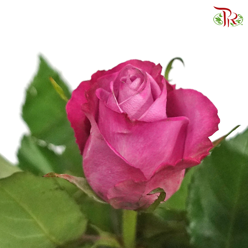 Rose Rosaprima - Deep Purple (25 Stems)-Purple-Ecd-prflorist.com.my