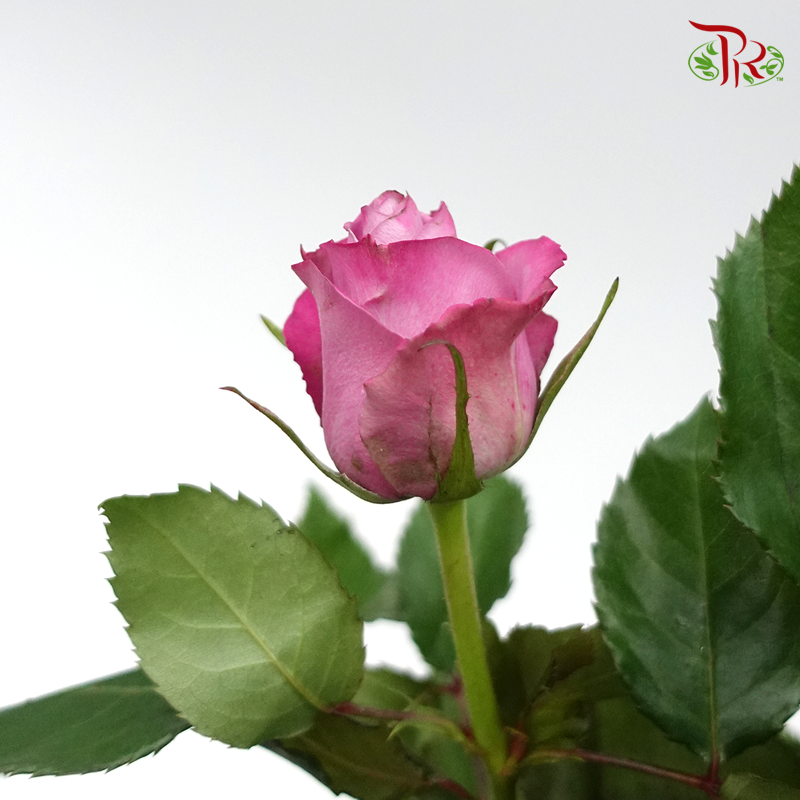 Rose Rosaprima - Deep Purple (25 Stems)-Purple-Ecd-prflorist.com.my