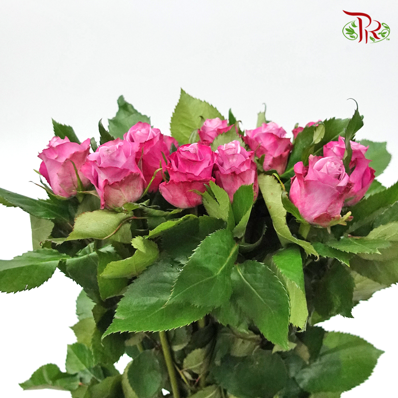 Rose Rosaprima - Deep Purple (25 Stems)-Purple-Ecd-prflorist.com.my