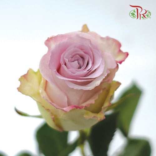 Rose Rosaprima - Faith (25 Stems)-Ecd-prflorist.com.my