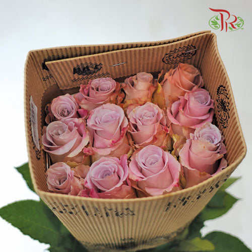 Rose Rosaprima - Faith (25 Stems)-Ecd-prflorist.com.my
