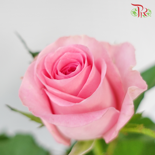 Rose Rosaprima - Nena (25 Stems)-Pink-Ecd-prflorist.com.my