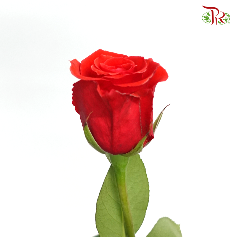 Rose Rosaprima - Nina (25 Stems)-Ecd-prflorist.com.my