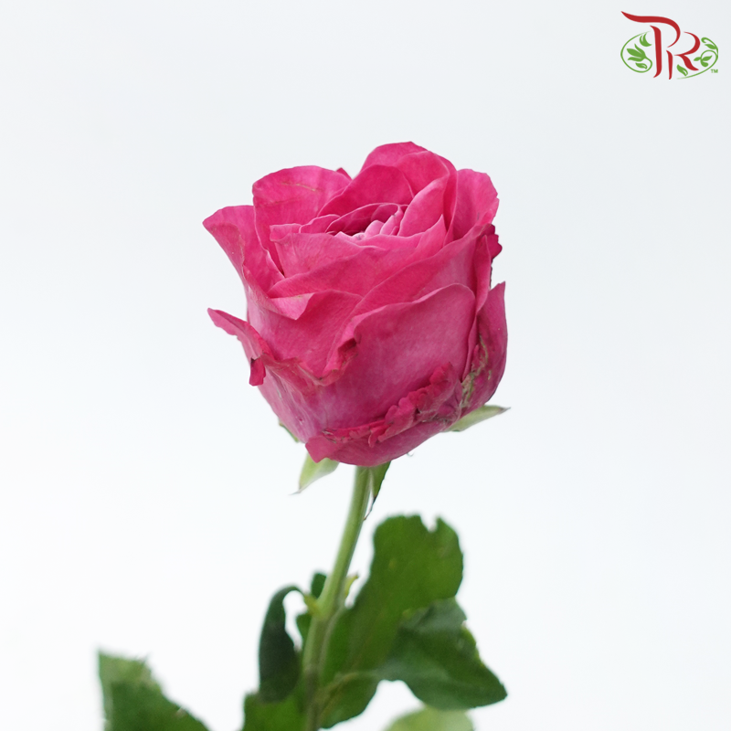 Rose - Sauvignon Blanc (10 Stems)-Sauvignon Blanc-China-prflorist.com.my