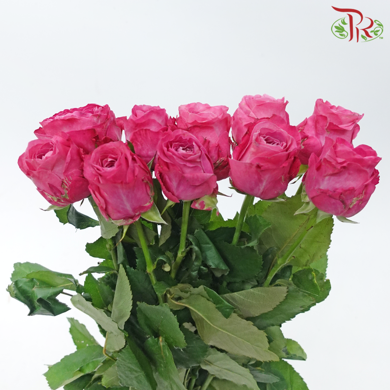Rose - Sauvignon Blanc (10 Stems)-Sauvignon Blanc-China-prflorist.com.my