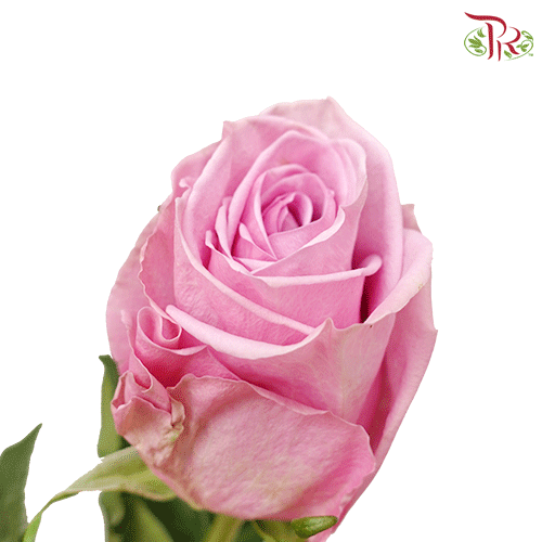 Rose - Scandal (25 stems)-Ecd-prflorist.com.my