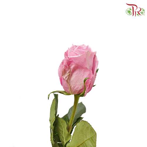 Rose - Scandal (25 stems)-Ecd-prflorist.com.my