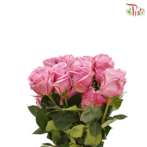 Rose - Scandal (25 stems)-Ecd-prflorist.com.my