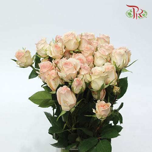 Rose Scented - Alina Spray (6 Stems)-Peach-Kenya-prflorist.com.my
