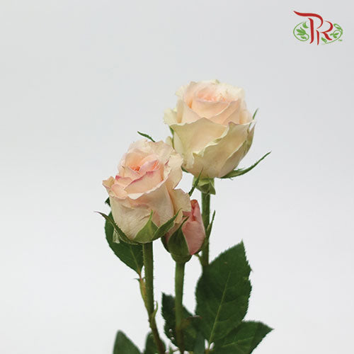 Rose Scented - Alina Spray (6 Stems)-Peach-Kenya-prflorist.com.my