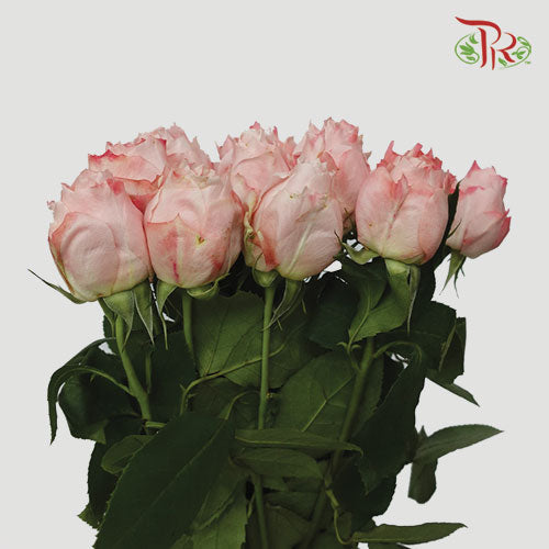 Rose Scented - Beth Wairimu (12 Stems)-Pink-Kenya-prflorist.com.my