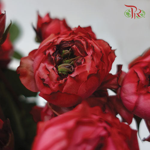 Rose Scented - Julieta Raspberry (6 Stems)-Red-Kenya-prflorist.com.my