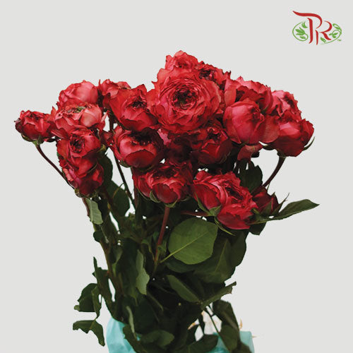 Rose Scented - Julieta Raspberry (6 Stems)-Red-Kenya-prflorist.com.my