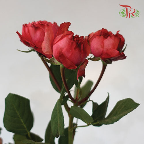 Rose Scented - Julieta Raspberry (6 Stems)-Red-Kenya-prflorist.com.my