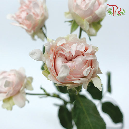 Rose Scented - Sofine (6 Stems)-Pink-Kenya-prflorist.com.my