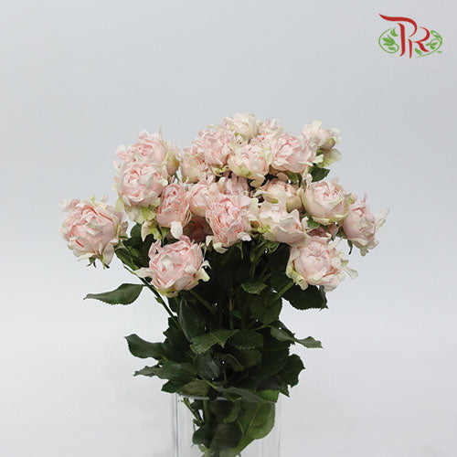 Rose Scented - Sofine (6 Stems)-Pink-Kenya-prflorist.com.my