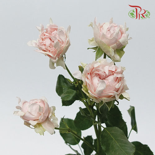 Rose Scented - Sofine (6 Stems)-Pink-Kenya-prflorist.com.my