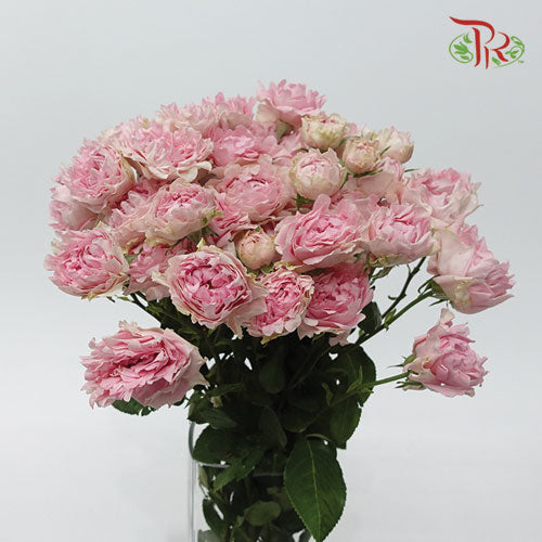 Rose Scented - Trophy (6 Stems)-Pink-Kenya-prflorist.com.my