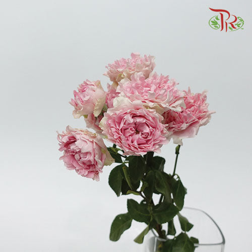 Rose Scented - Trophy (6 Stems)-Pink-Kenya-prflorist.com.my