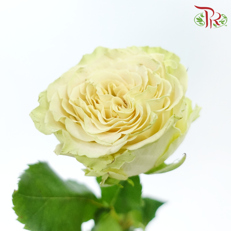 Rose - Shang Guan Wan Er (10 Stems)-Cream / Green-China-prflorist.com.my