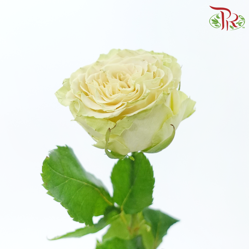 Rose - Shang Guan Wan Er (10 Stems)-Cream / Green-China-prflorist.com.my