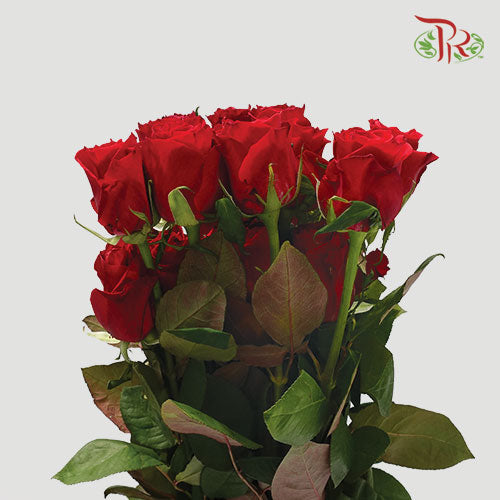 Rose Short (40cm-45cm) - Red (19-20 Stems)-Red-India-prflorist.com.my