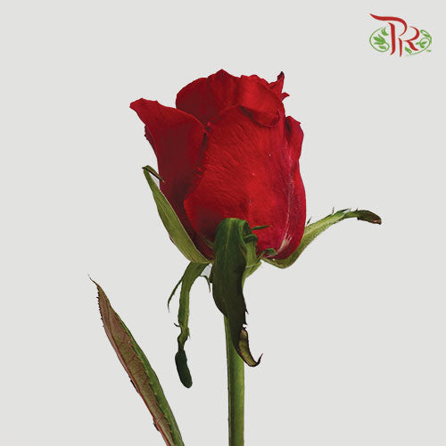 Rose Short (40cm-45cm) - Red (19-20 Stems)-Red-India-prflorist.com.my