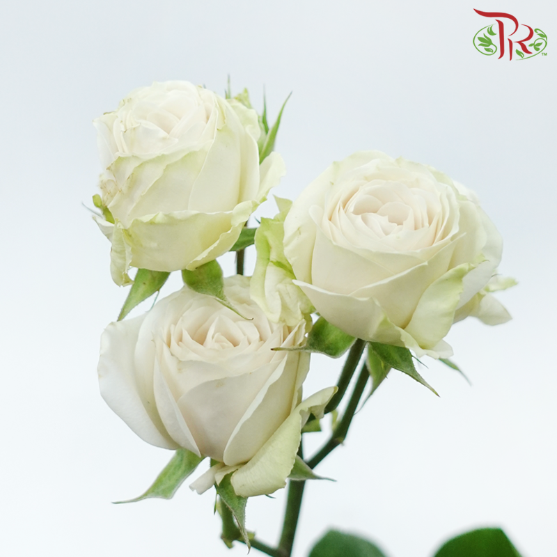 Rose Spray (60cm) - SP Cream Irishka (10 Stems)-Cream-Ecd-prflorist.com.my