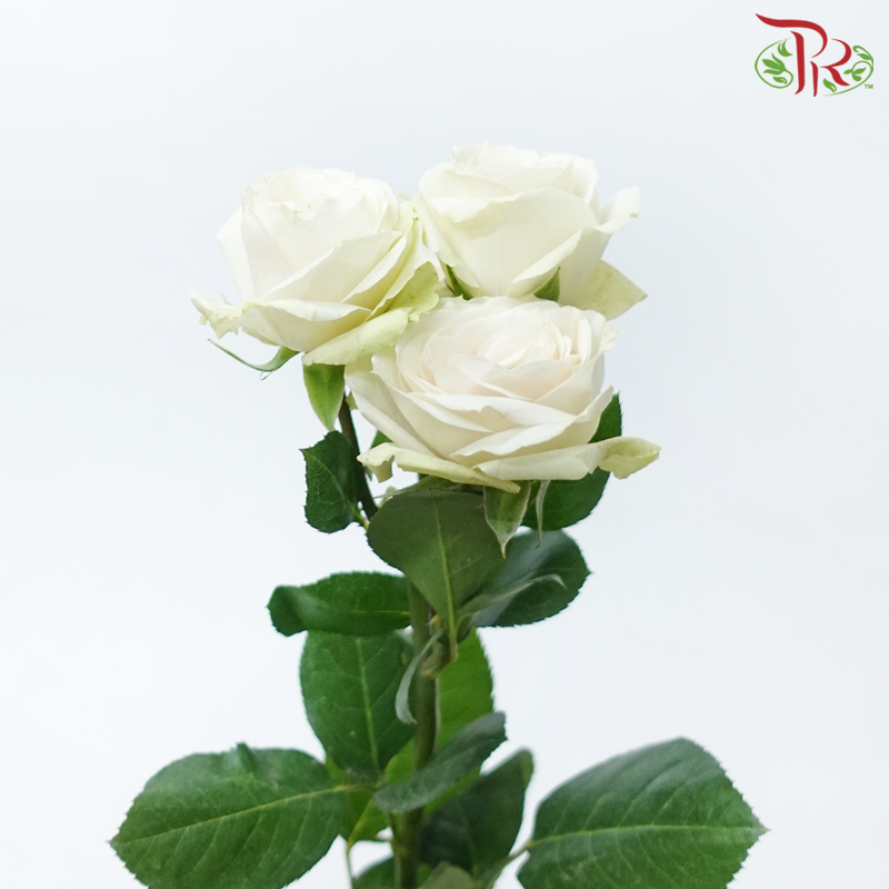 Rose Spray (60cm) - SP Cream Irishka (10 Stems)-Cream-Ecd-prflorist.com.my