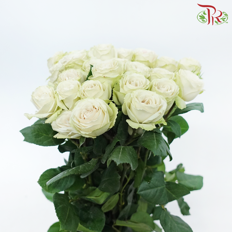 Rose Spray (60cm) - SP Cream Irishka (10 Stems)-Cream-Ecd-prflorist.com.my