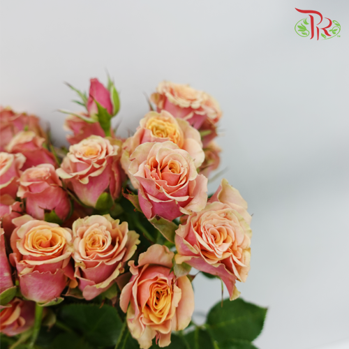 Rose Spray - Antigua (10 Stems)-Kenya-prflorist.com.my