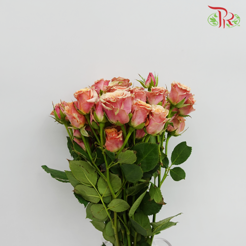 Rose Spray - Antigua (10 Stems)-Kenya-prflorist.com.my