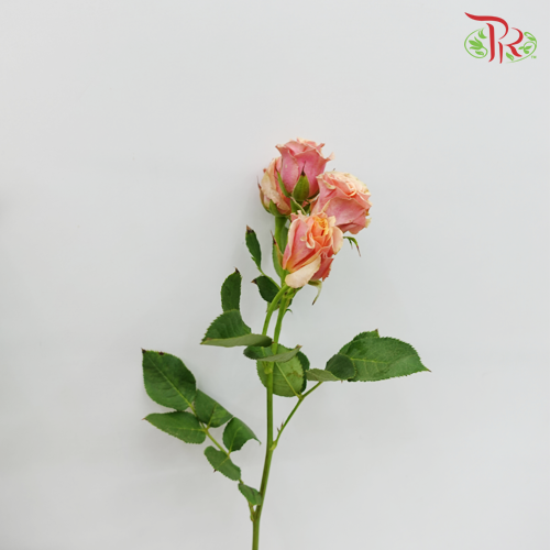 Rose Spray - Antigua (10 Stems)-Kenya-prflorist.com.my