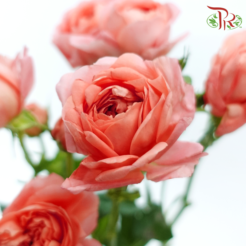 Rose Spray - Apricot Juice Terrace (Per Bunch)-Apricot Juice Terrace-China-prflorist.com.my