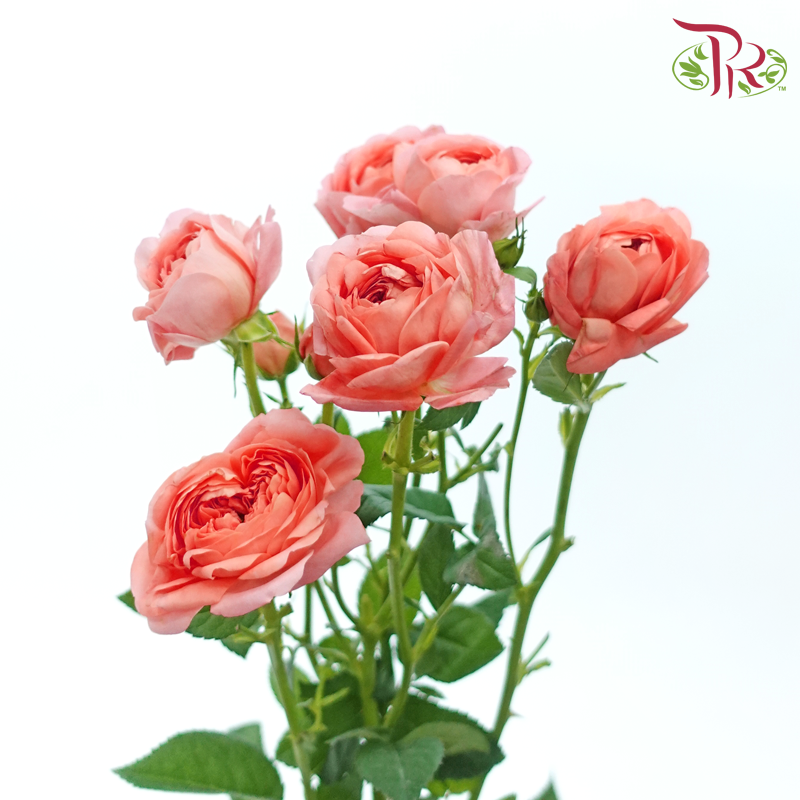 Rose Spray - Apricot Juice Terrace (Per Bunch)-Apricot Juice Terrace-China-prflorist.com.my