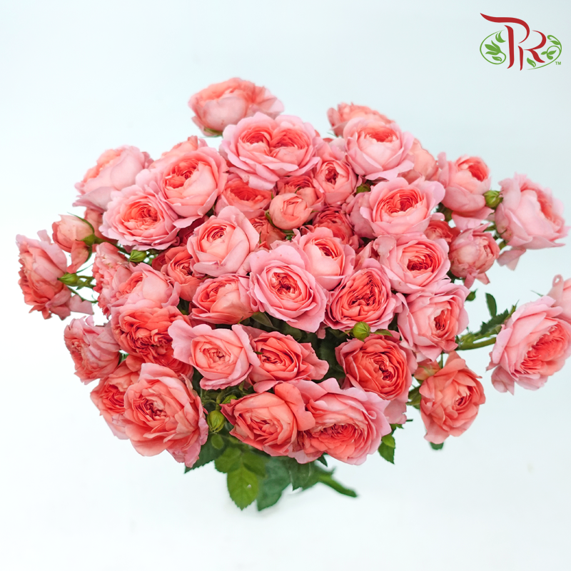 Rose Spray - Apricot Juice Terrace (Per Bunch)-Apricot Juice Terrace-China-prflorist.com.my