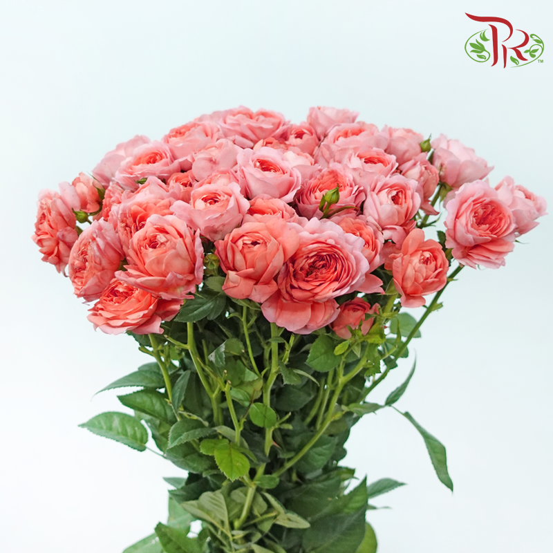 Rose Spray - Apricot Juice Terrace (Per Bunch)-Apricot Juice Terrace-China-prflorist.com.my