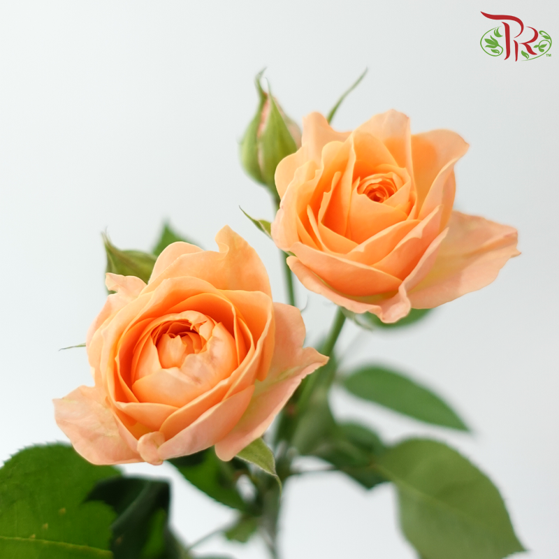 Rose Spray - Apricot Lace (Per Bunch)-Orange-China-prflorist.com.my