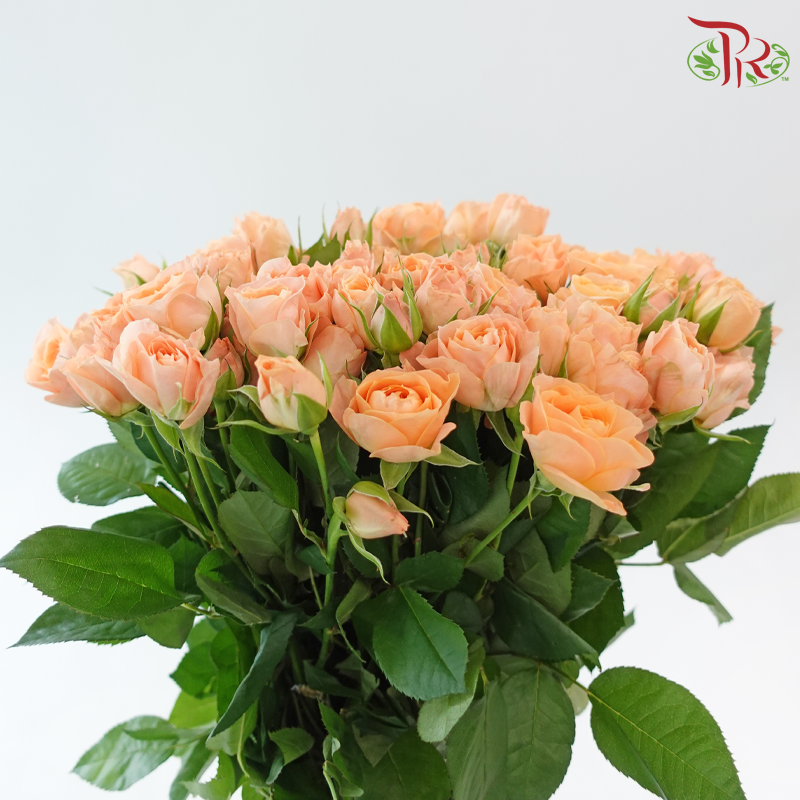 Rose Spray - Apricot Lace (Per Bunch)-Orange-China-prflorist.com.my