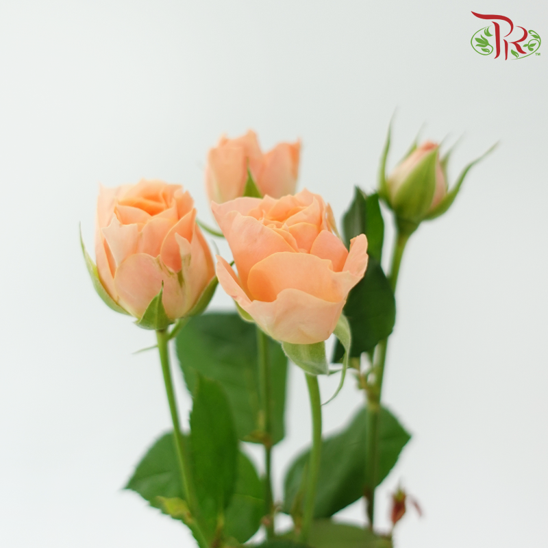 Rose Spray - Apricot Lace (Per Bunch)-Orange-China-prflorist.com.my