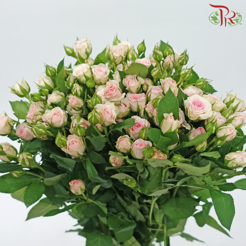 Rose Spray - Blooming Girls (10 Stems)-Blooming Girls-China-prflorist.com.my