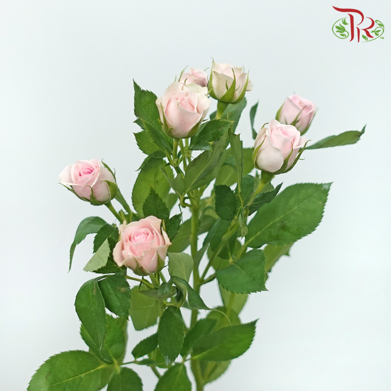 Rose Spray - Blooming Girls (10 Stems)-Blooming Girls-China-prflorist.com.my