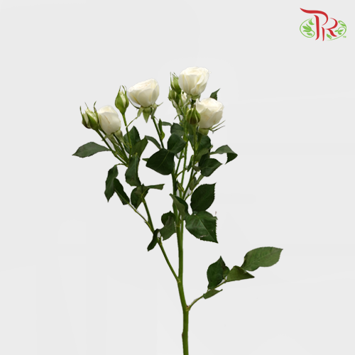 Rose Spray - Bubble (10 Stems)-White-China-prflorist.com.my
