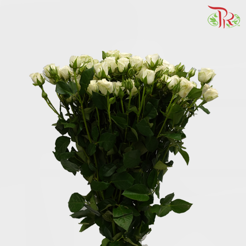Rose Spray - Bubble (10 Stems)-White-China-prflorist.com.my