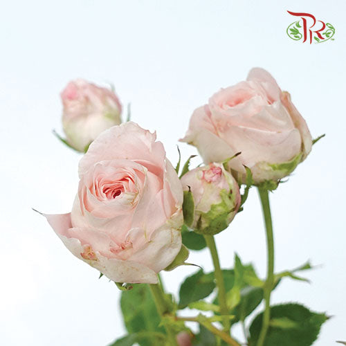 Rose Spray - Bubble Pink (10 Stems)-Pink-Kenya-prflorist.com.my