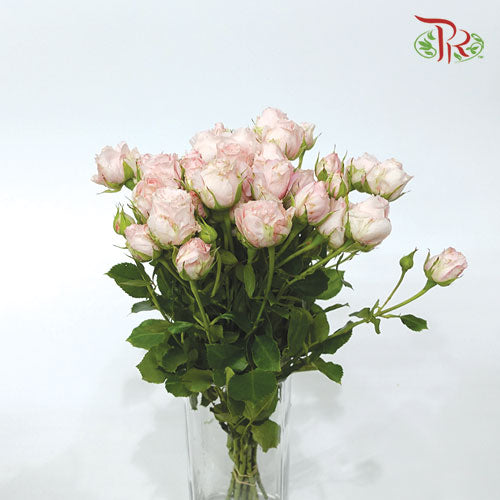 Rose Spray - Bubble Pink (10 Stems)-Pink-Kenya-prflorist.com.my