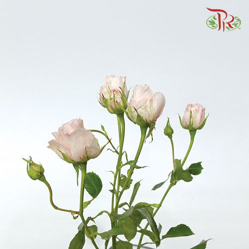 Rose Spray - Bubble Pink (10 Stems)-Pink-Kenya-prflorist.com.my