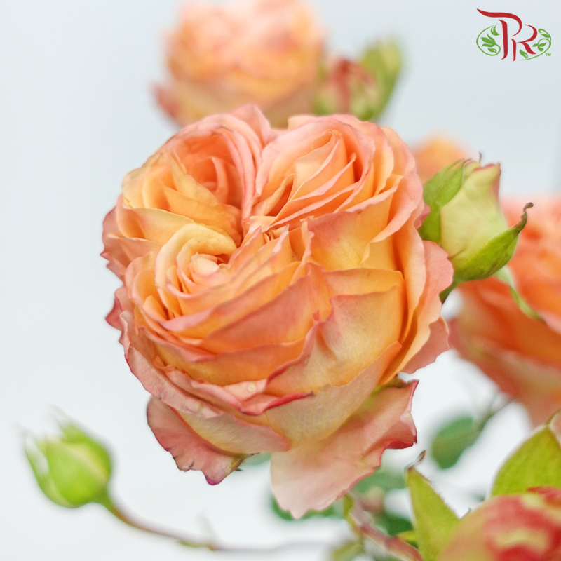 Rose Spray Butterfly - Apricot Lace (10 Stems)-Apricot Lace-China-prflorist.com.my